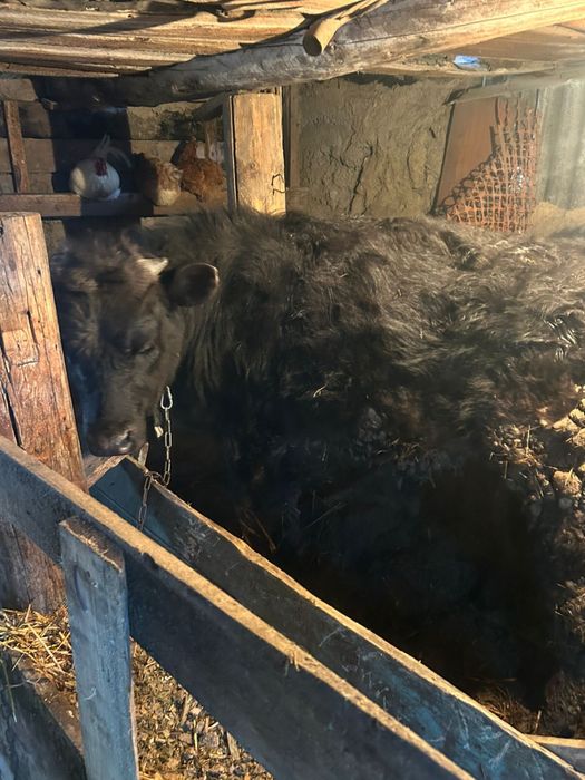 Срочно продам бычка годовалого