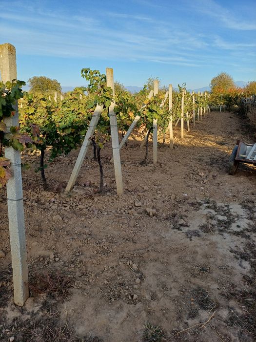 Продава се Земеделски имот в Петрич -  кв.м за 3498 €/дка - Снимка #5