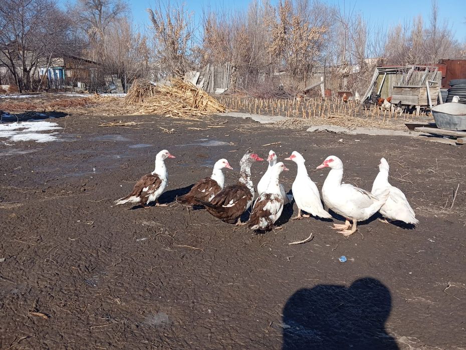 Индоутки продаётся...