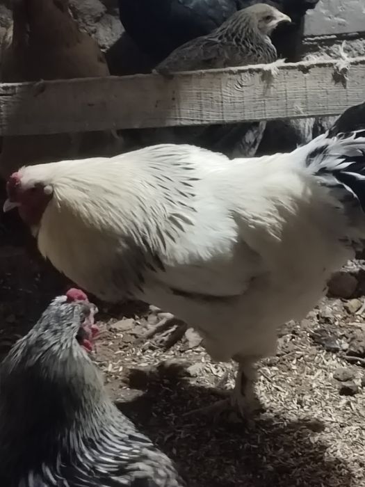 Петуха брамо белый