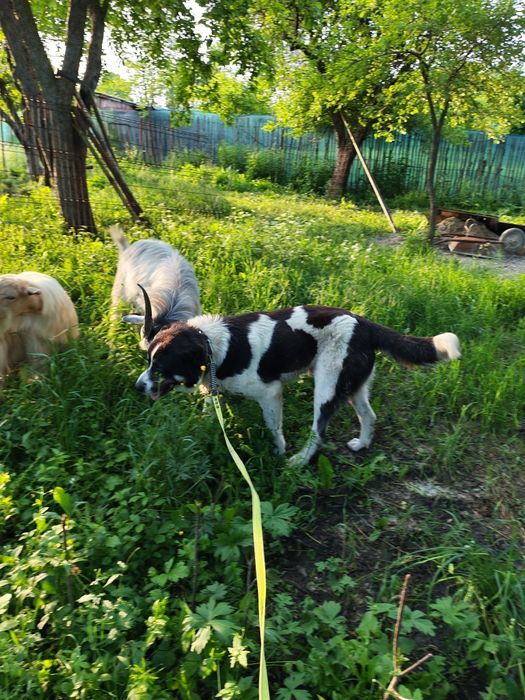 Asia Centrală Volkodav schimb cu animale