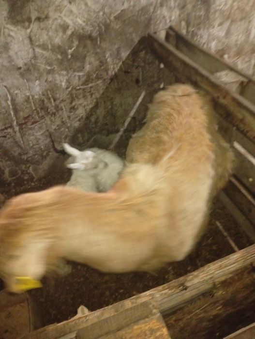 Ешкілер лағымен Сатамын