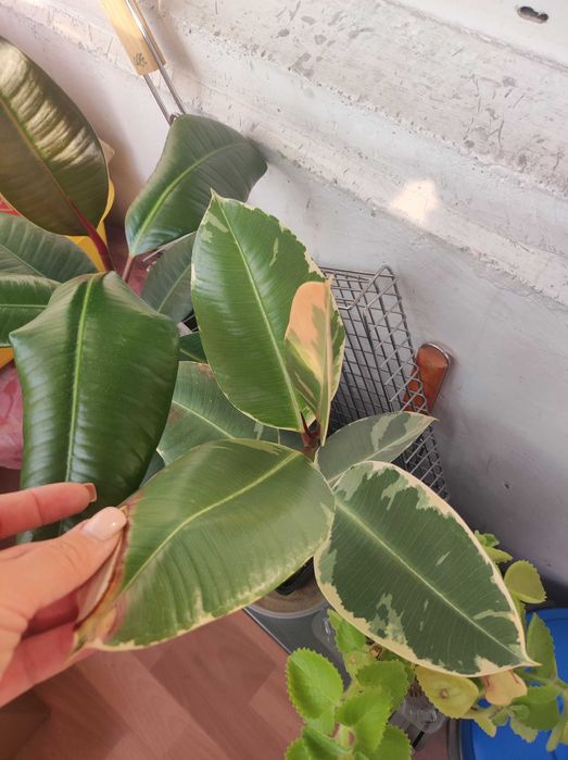 Продам комнатные цветы фикусы