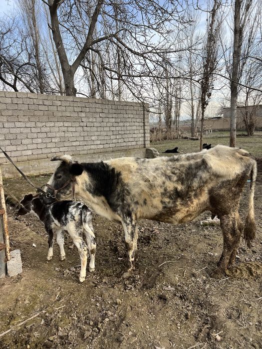 Ona bola sigir bolasi erkak