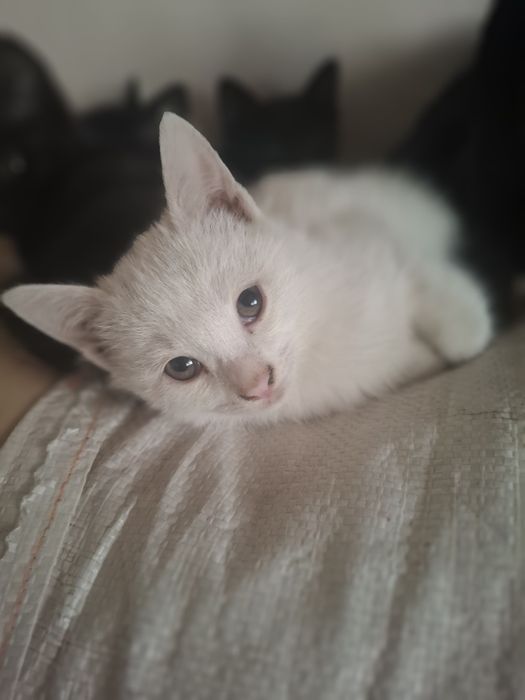 Котята в добрые руки.