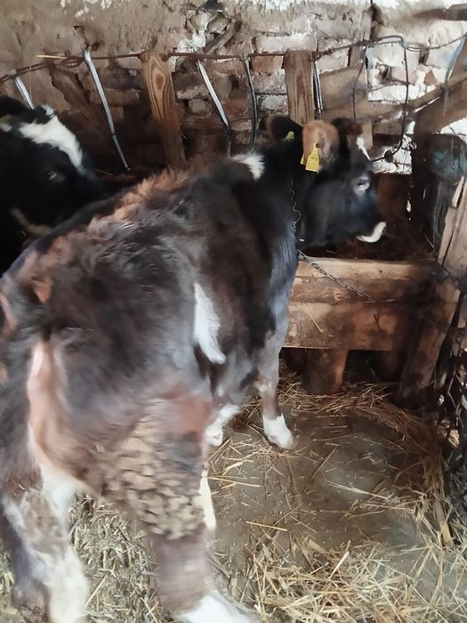 Taur și vițea de vânzare