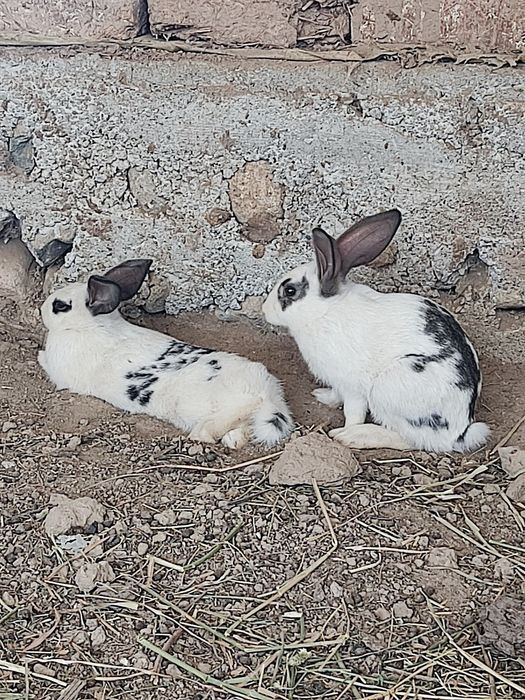 9ta jaydari va 3 ta velikan quyon bolalari sotiladi.
