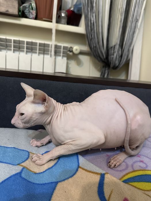 Канадский сфинкс-кошка