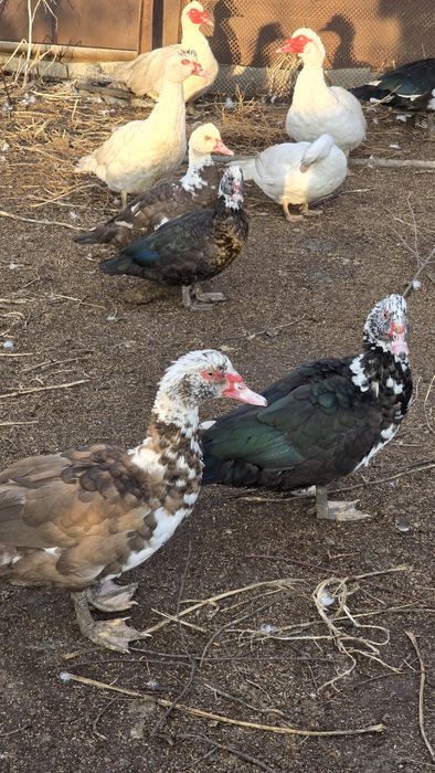 Индоутки продам .