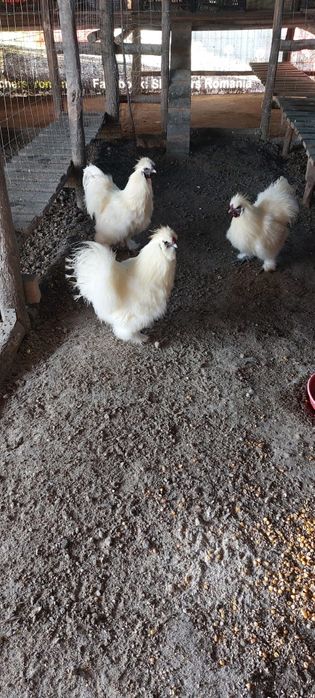 Vand cocosi matase japoneza