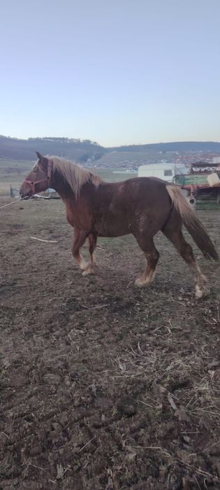 Vand iapa sau schimb pe vitei sau vaci