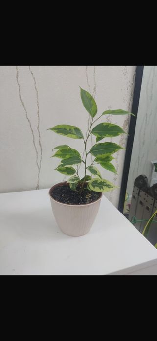 Продам цветы комнатные