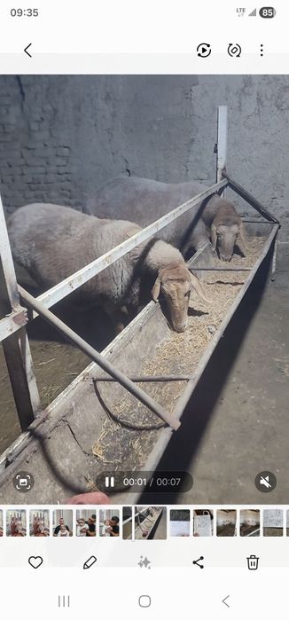 Арашан бугоз куйла сотилади