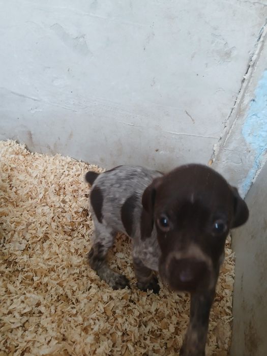 Продавам малки курцхари