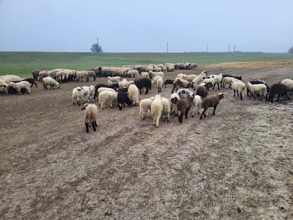 Miei de vanzare pasti