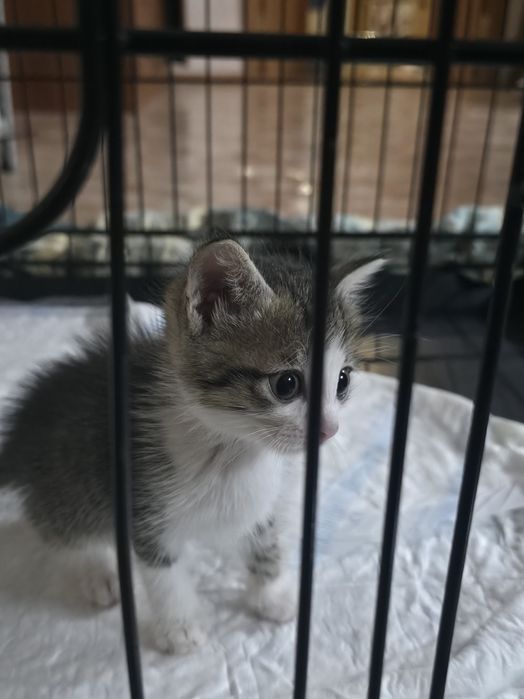 Отдам в добрые руки котят