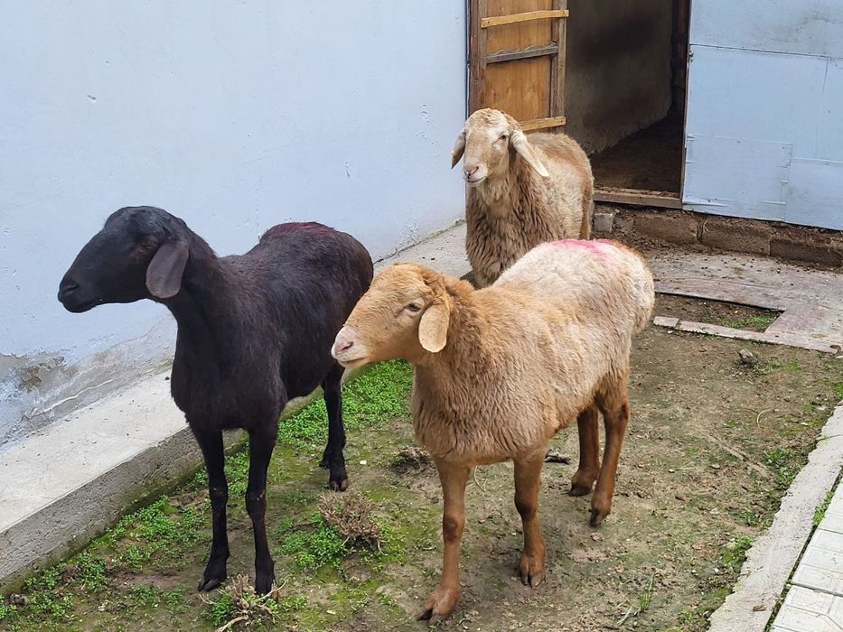 Куйлар сотилади 3 та. Арашан, едилбай , каштан