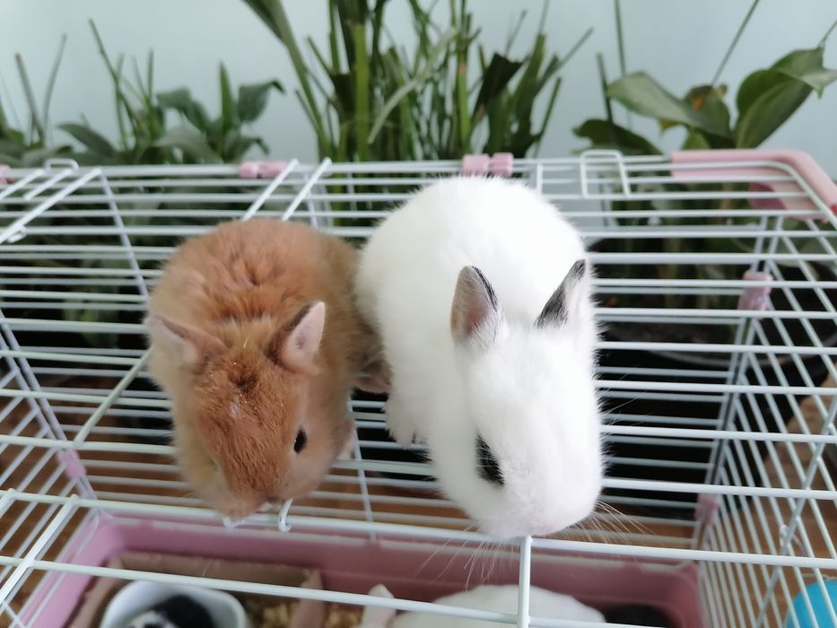 Mitti quyon sotiladi (Katta bo'b ketmidigan)