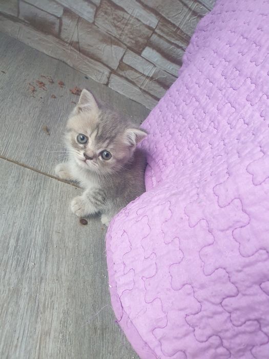 pisici disponibili british