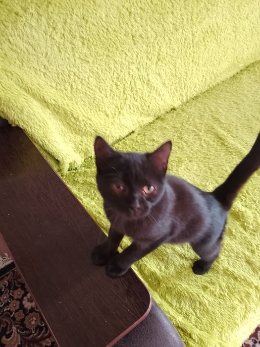 СРОЧНО отдам котят в добрые руки