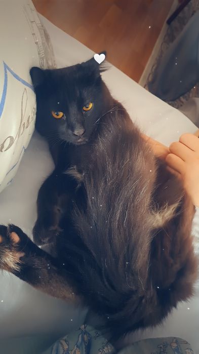 Отдам кота  добрым надежным людям.