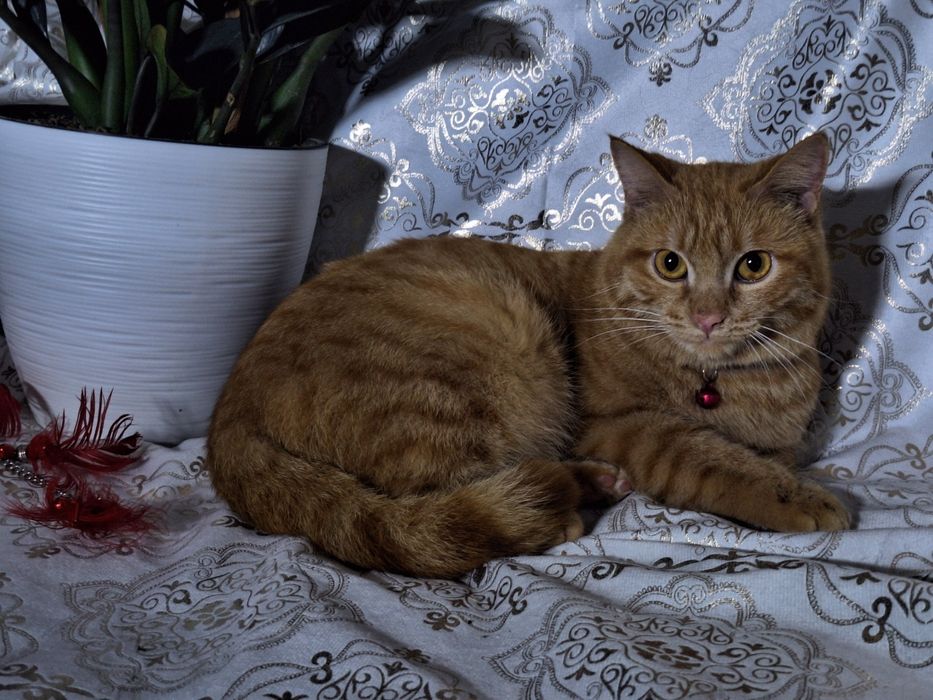 Подарите Симбе семью