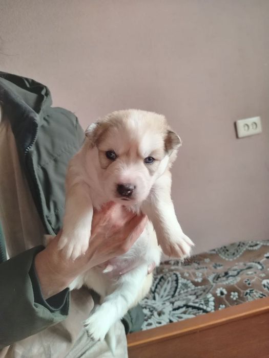 Продаю щенков ХАСКИ!