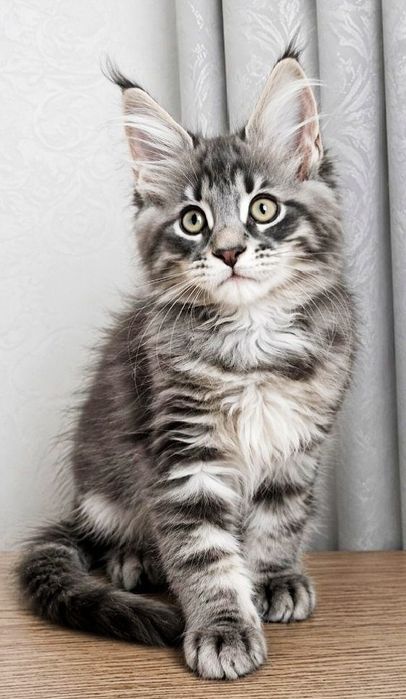 Породистые котята породы мейн-куна