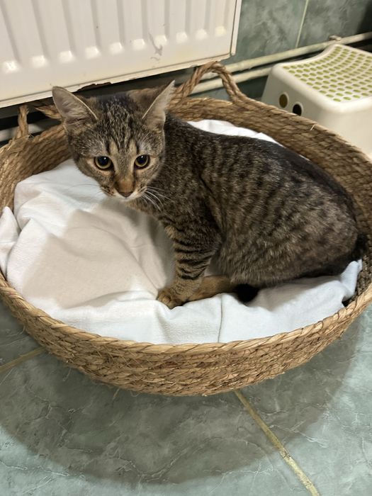 Cine doreste o pisicuta jucausa!