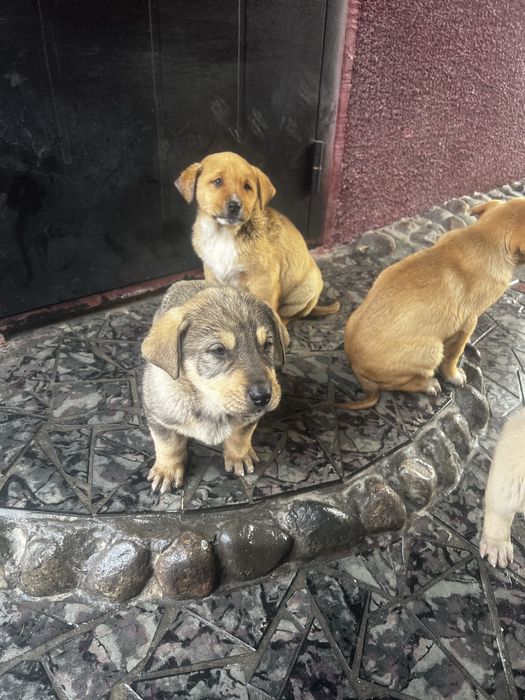 Продам щенка тобет