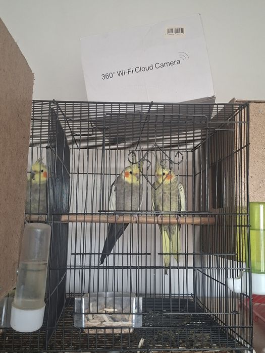 To'tiqushlar sotiladi bo'shatishga hamasi sotiladi sog'lom zo'r boqild