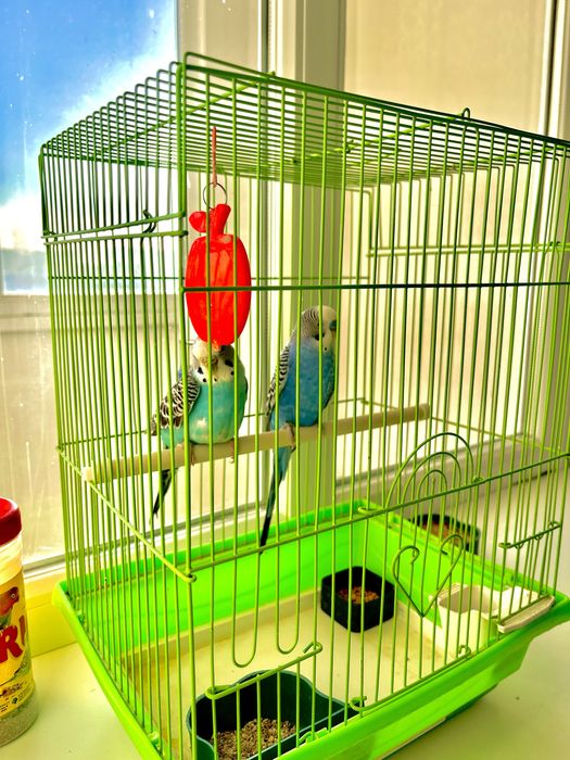 Продам попугаев