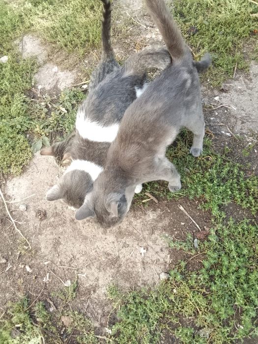 Котята , коты и кошки
