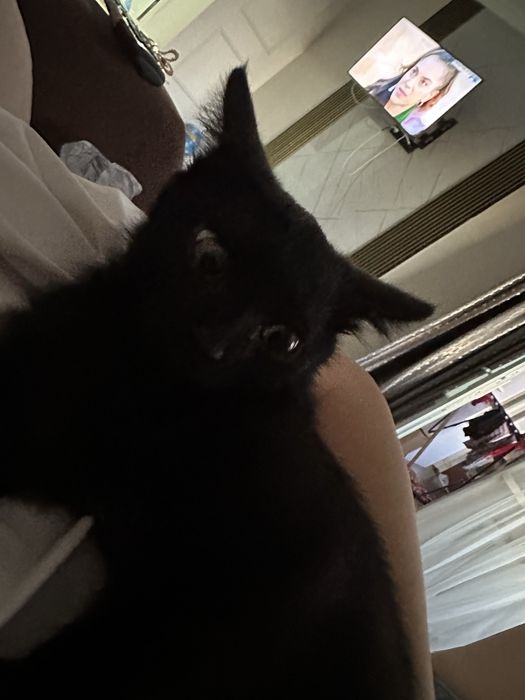 котик мальчик активный тихий