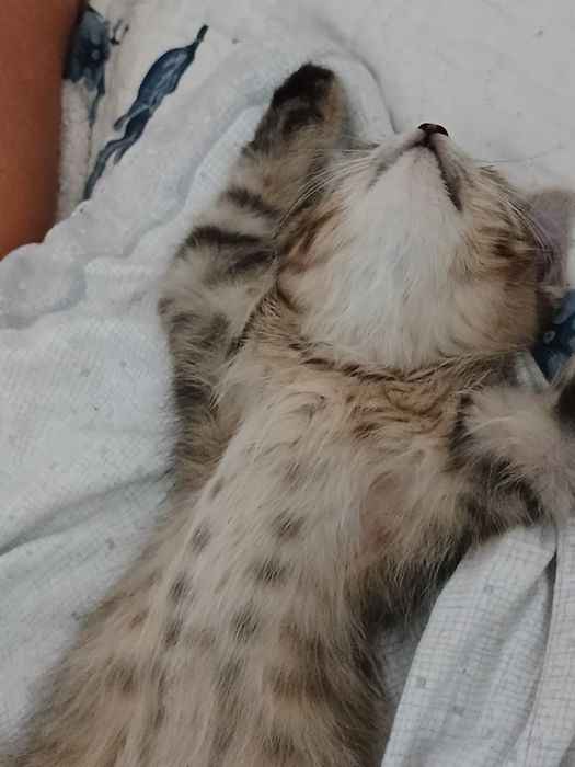Котёнок  бесплатно