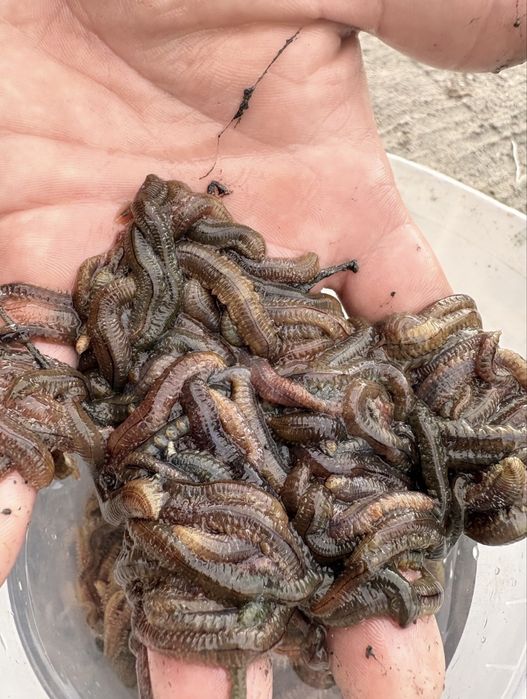 Продаются крупные морские черви