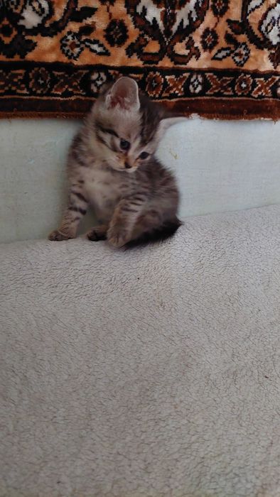 Котята. Г.Шымкент район Казбакалейторг