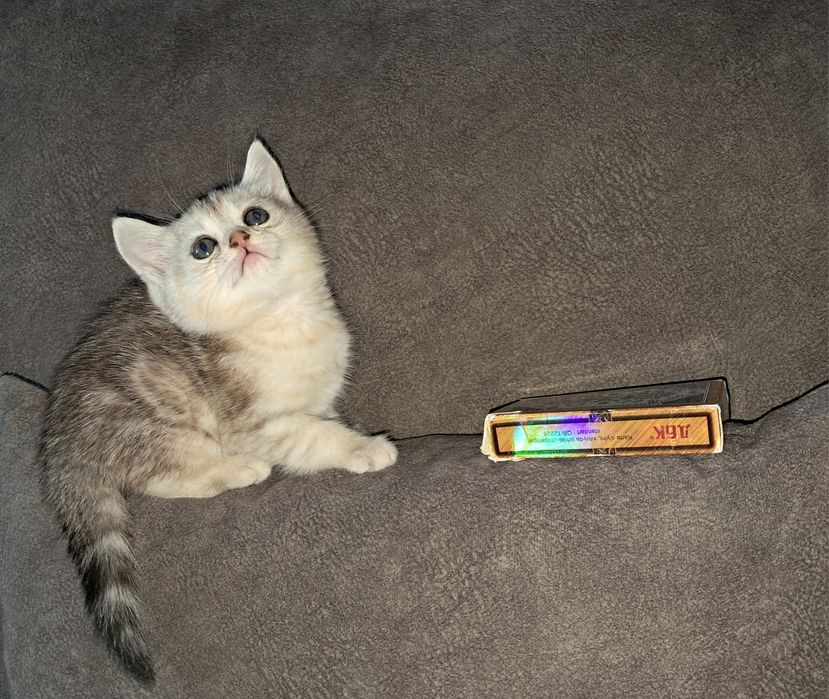 Шотландская прямоухая девочка