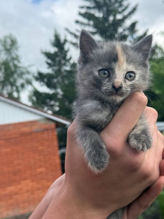 Котятки в добрые руки