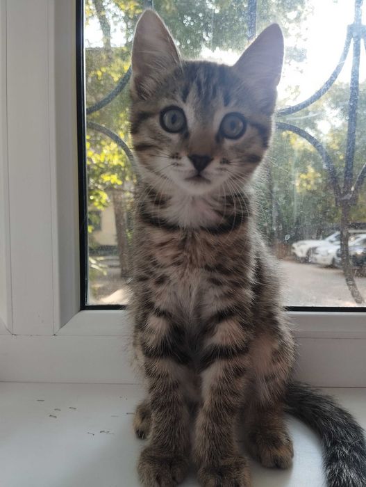 Отдам котенка в добрые руки