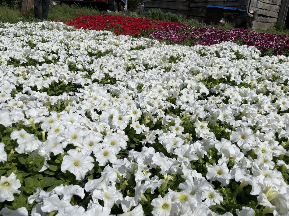 Петуния рассада цветы