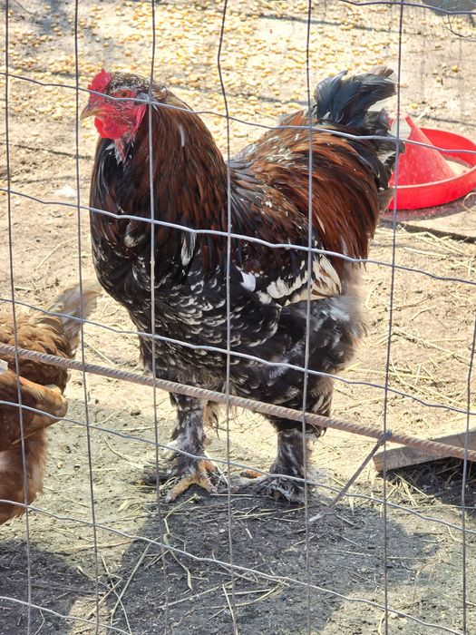 Vand sau schimb 2 cocosi Brahma portelan
