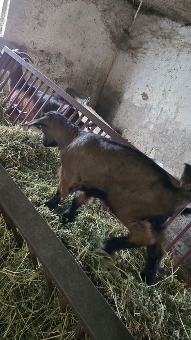 Iezi rasa alpin fancez