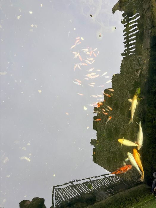 Малки езерни рибки Кои