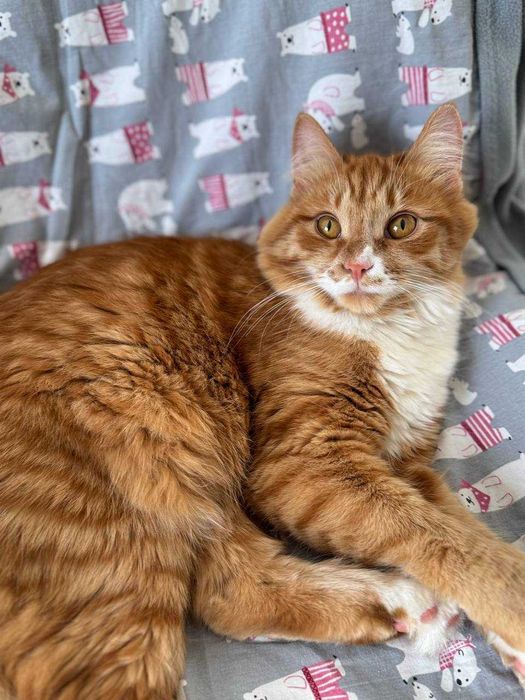 Кошечка в добрые руки