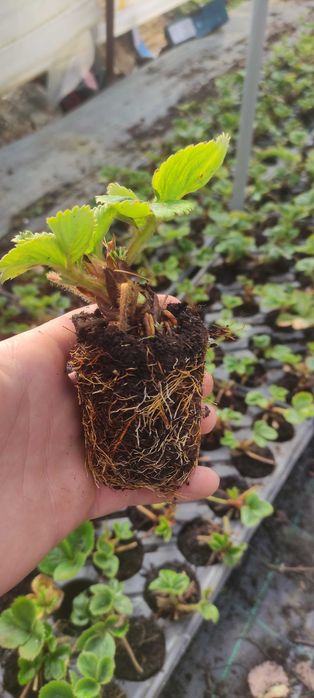 Ягоди разсад в тарелка от 28/бр