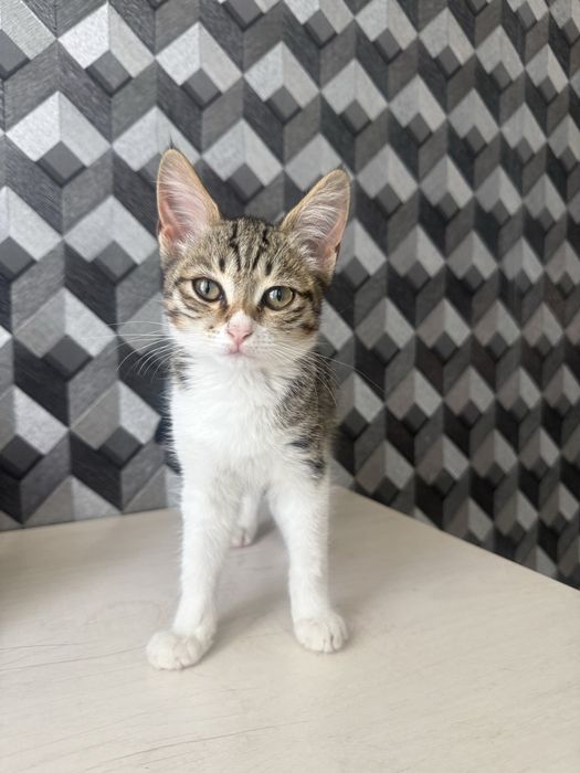 Отдам котенка в добрые руки