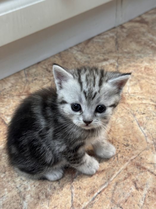 Котенка продам .