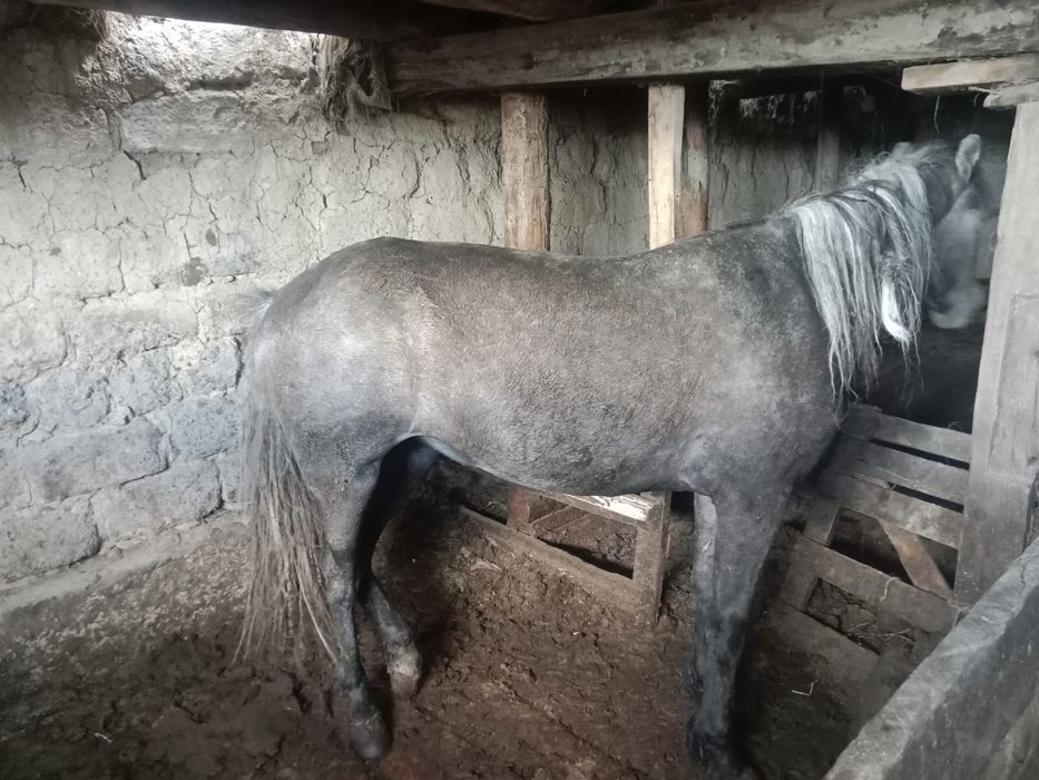 БАЙТАЛ продается/сатылады