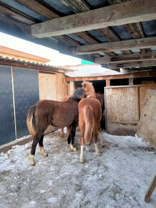 Продам жабагы еркек.